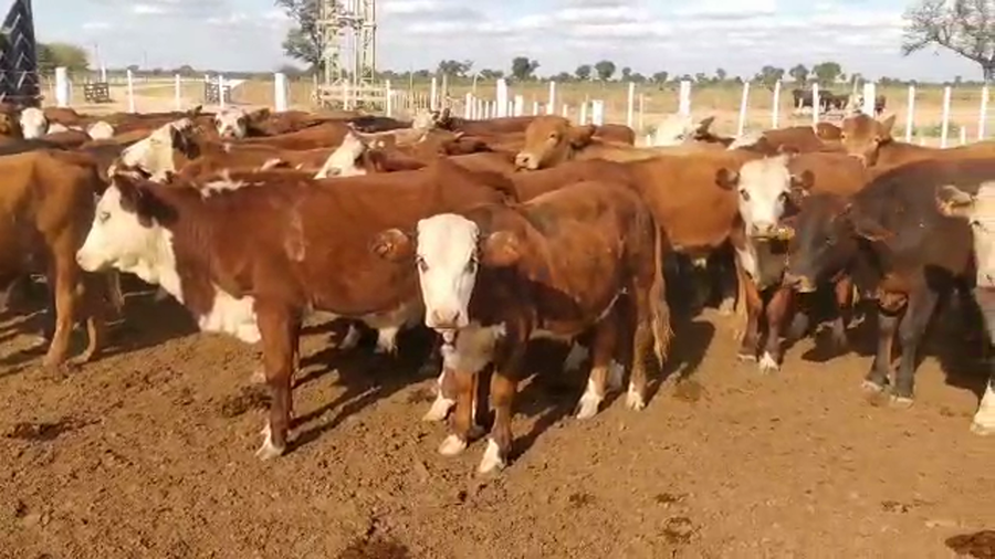 Lote 60 Novillitos en Tintina, Santiago del Estero