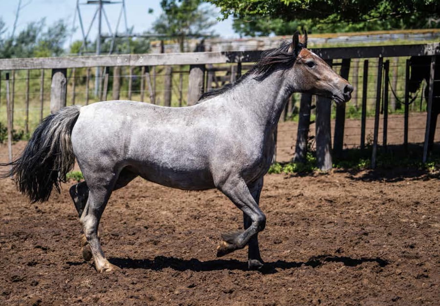 Lote TAÑIDO LEONA
