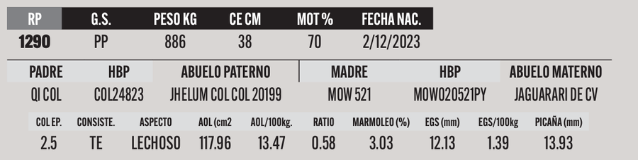 Lote LOTE 1