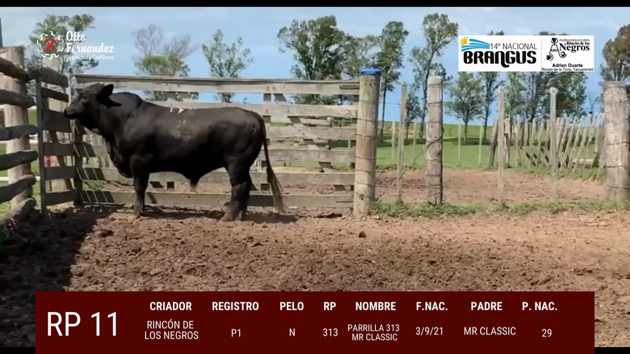 Lote Toros a remate en 14º Nacional Brangus, Tacuarembó