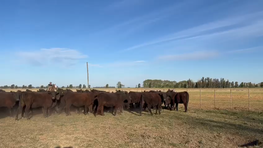Lote 100 Vaquillonas P/ entorar en Carmen de Areco, Buenos Aires