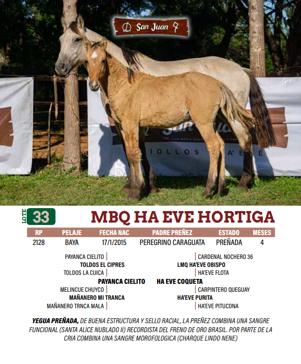Lote LOTE 33