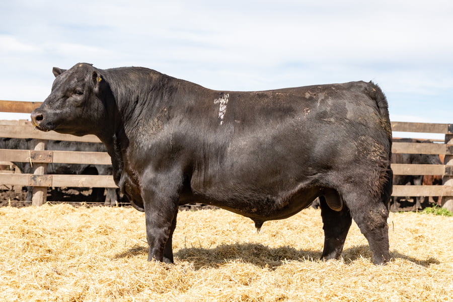 Lote Toro PP