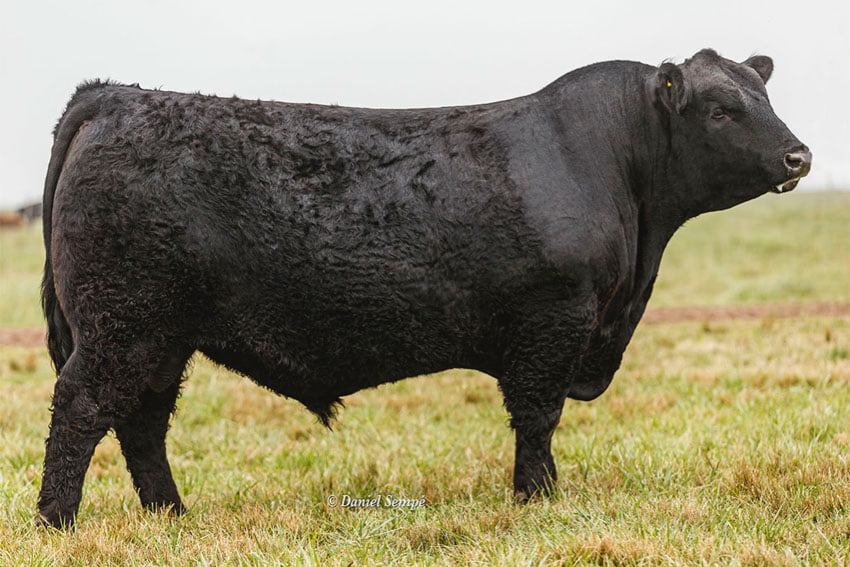 Lote TOROS PURO DE PEDRIGREE