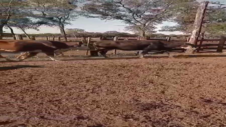 Lote 30 Vacas de invernar