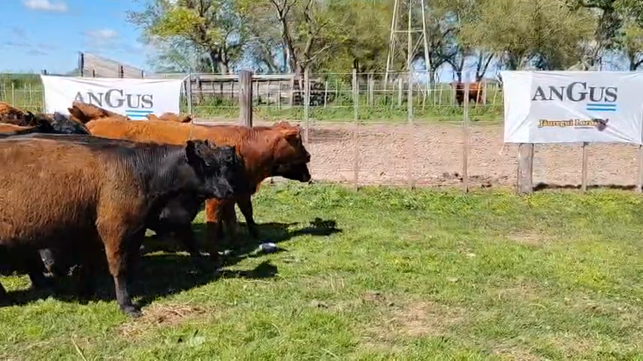 Lote 45 Terneros