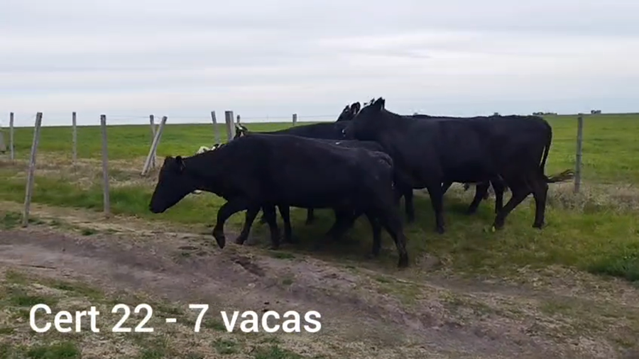 Lote VACAS