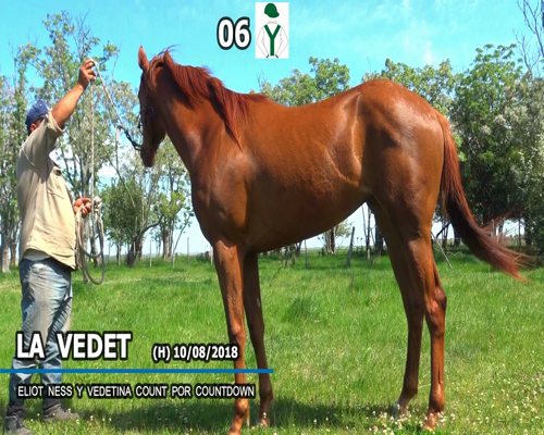 Lote LA VEDET
