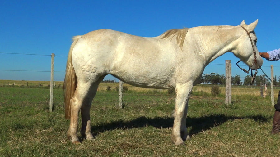 Lote JAGUEL HARPA 585