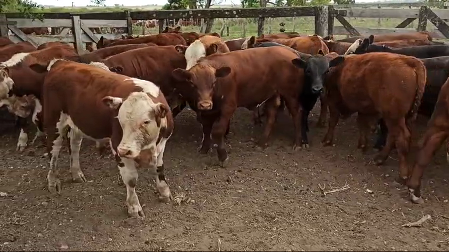 Lote 0 Terneros en Entre Ríos, San Salvador