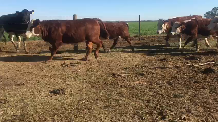 Lote 12 Vaquillonas Braford en Tacural, Santa Fe