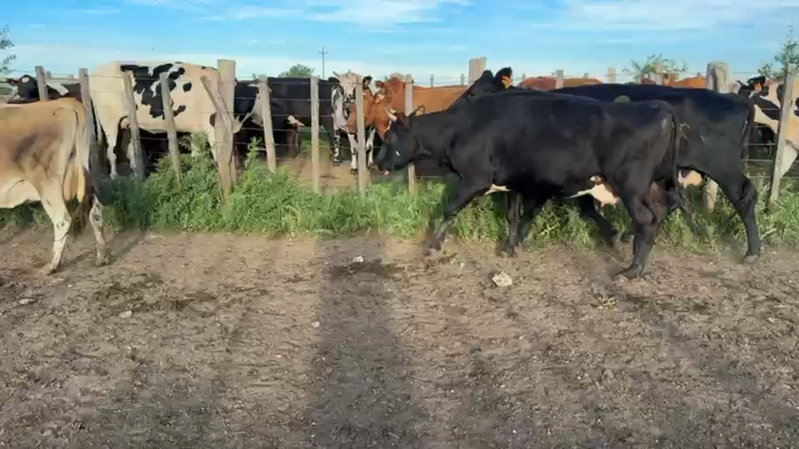 Lote VACA DE INVERNADA