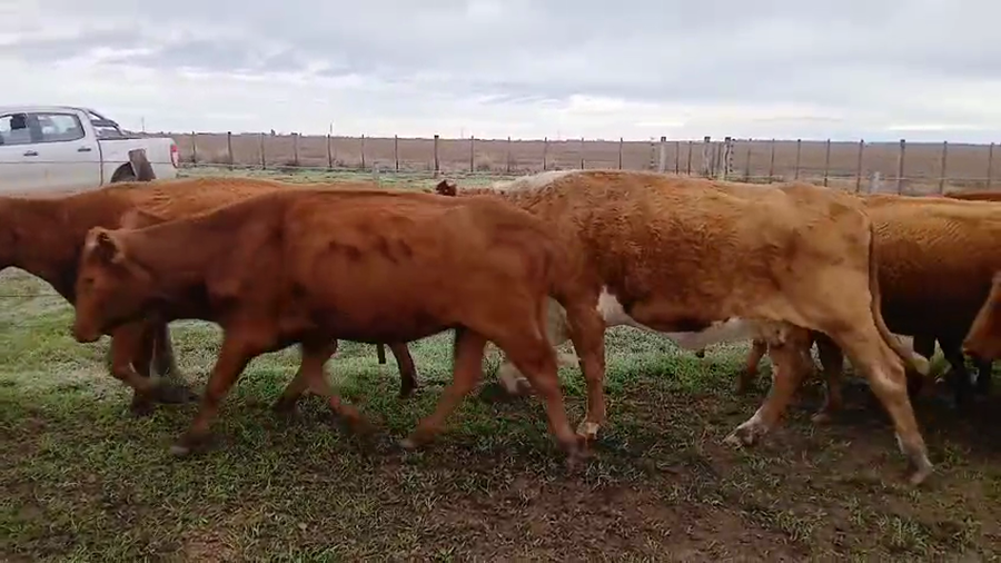 Lote 55 Vacas de invernar EN DARREGUEIRA