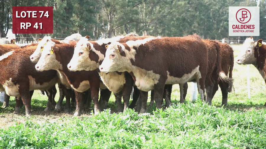 Lote VAQUILLONAS PR Y RG PREÑADAS PARICIÓN OTOÑO (INSEMINACION ARTIFICIAL)