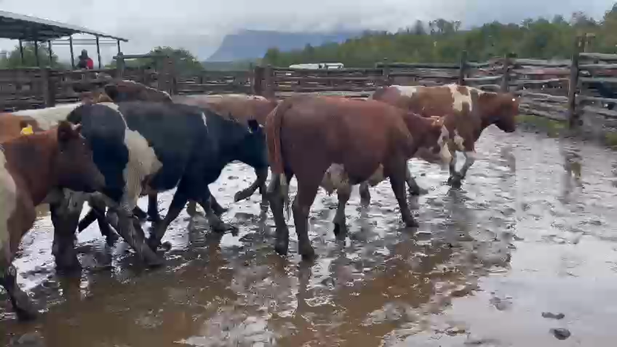 Lote 26 Novillo Engorda en Coyhaique, XI Región Aysén