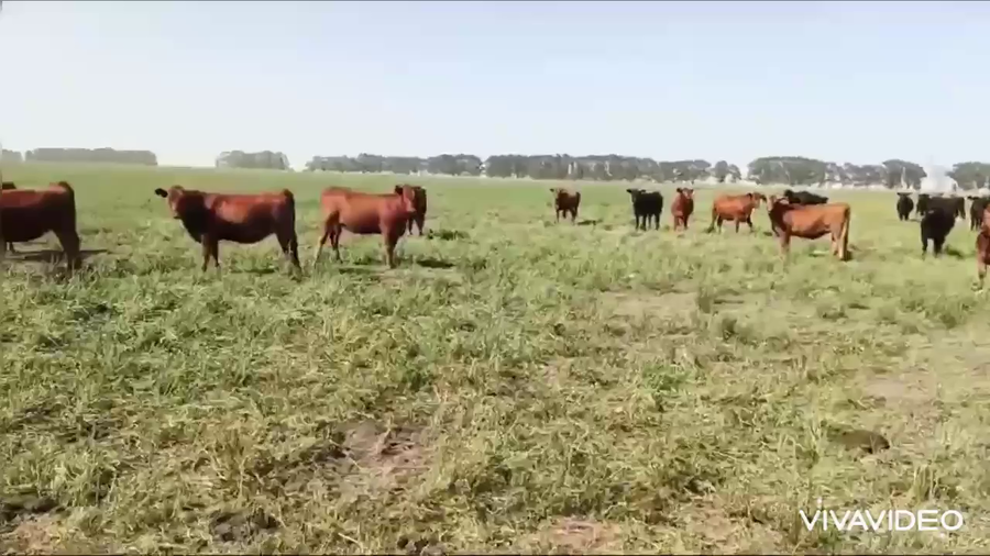 Lote 35 Vaquillonas C/ gtia de preñez