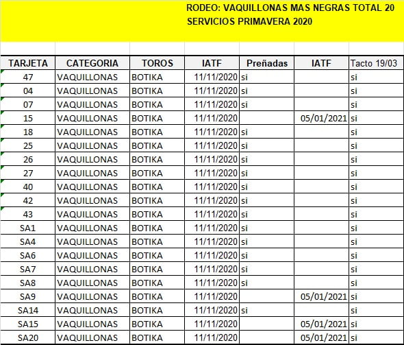 Lote Vaquillonas , Madres Angus Seleccionadas, Preñadas en Olavarria, PBA.-