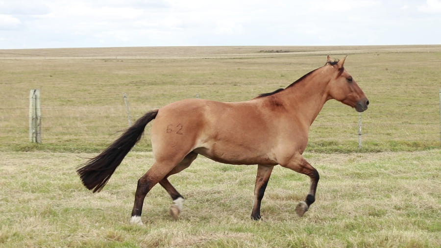 Lote Vaquillonas Holando Preñadas, en Christophersen, Sta Fe