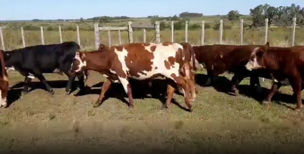 Lote 10 Terneros en San José