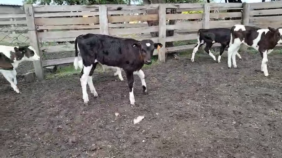 Lote 12 Terneros a remate en Pantalla Camy, San José