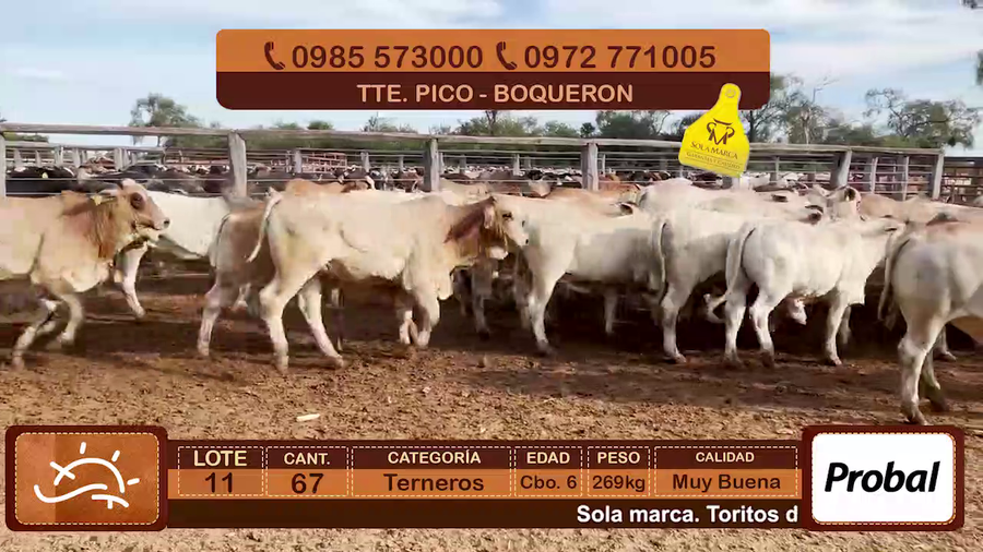 Lote Terneros Cbo 6