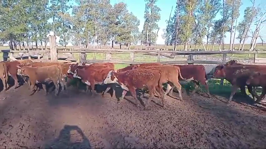 Lote 32 Terneros/as en Corrientes, Paso de Los Libres