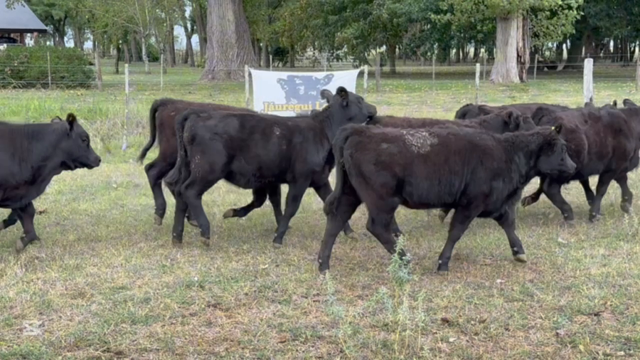 Lote 28 Terneros/as