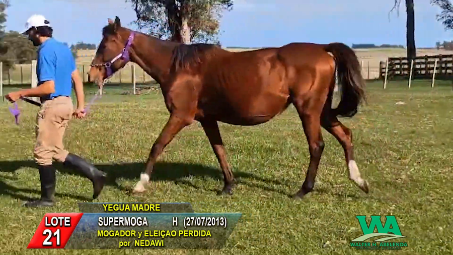 Lote SUPERMOGA