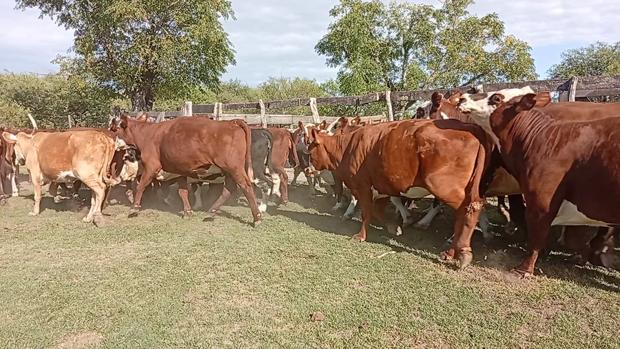 Lote 32 Vacas de invernar