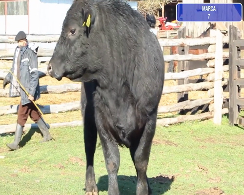 Lote 1 Toro en Coyhaique, XI Región Aysén
