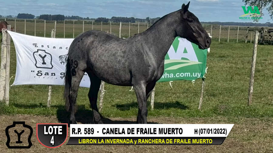Lote CANELA DE FRAILE MUERTO