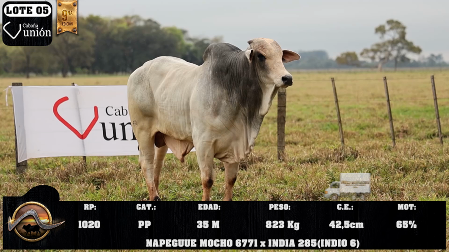 Lote LOTE 5