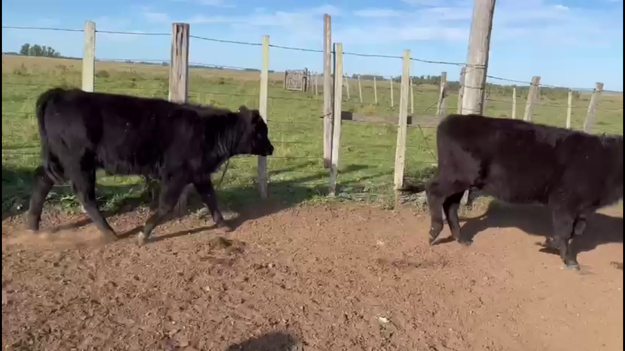 Lote TERNEROS Y TERNERAS