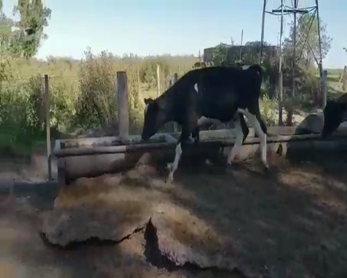 Lote 50 Terneros en Buenos Aires, 9 de Julio