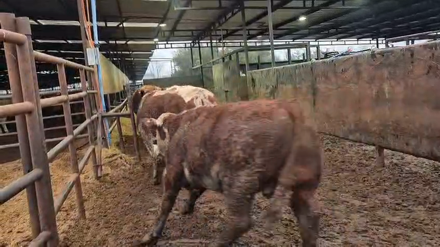 Lote 20 Novillo Gordo en Linares, VII  Región Maule