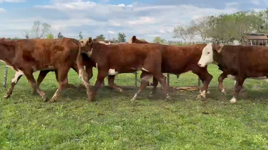 Lote 100 Novillos