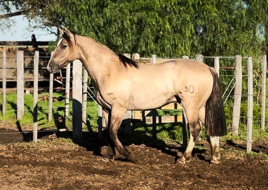 Lote Malpintado Inquieto