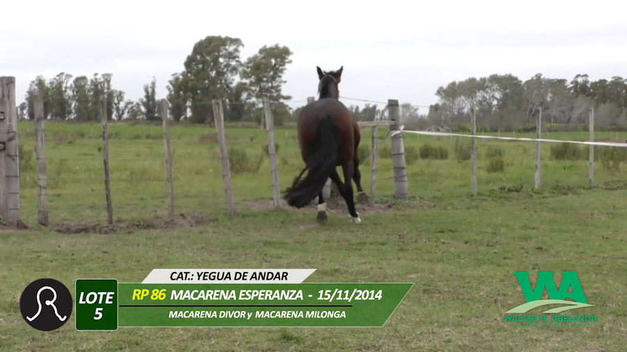 Lote MACARENA ESPERANZA