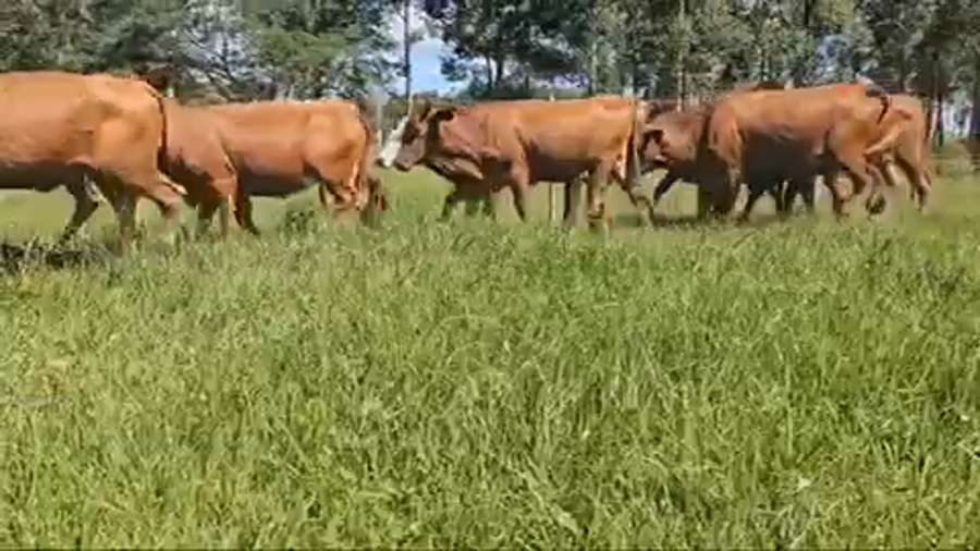 Lote 82 Vaquillonas en Ituzaingó, Corrientes