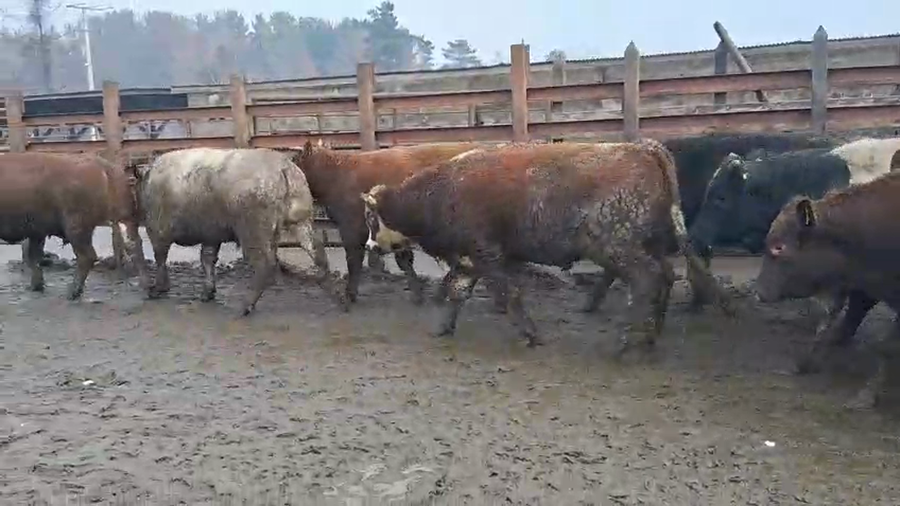 Lote 20 Novillo Gordo en Los Ángeles, VIII Región Biobío