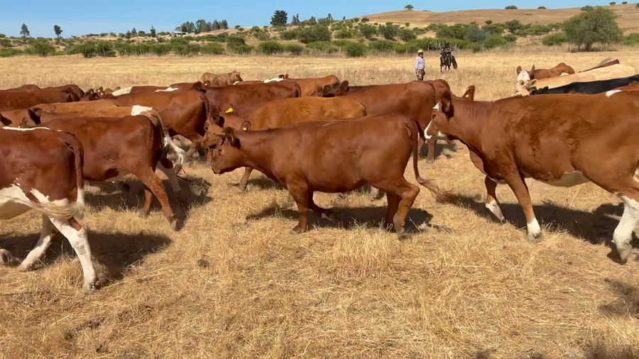 Lote 118 Vaquilla Engorda en Cauquenes, VII  Región Maule