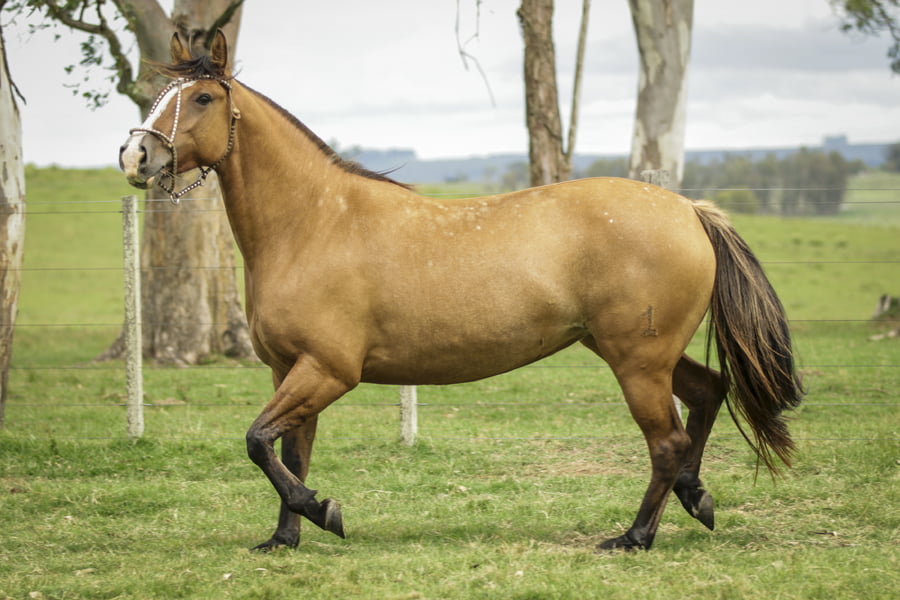Lote JALEA DE LA COLINA R.P 198