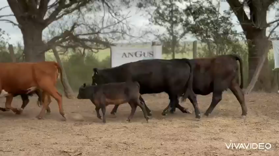 Lote 44 Vacas AL CORTE, NUEVAS Y MEDIO USO