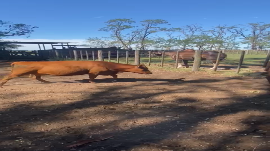 Lote 21 Vacas nuevas Preñadas en Saladillo