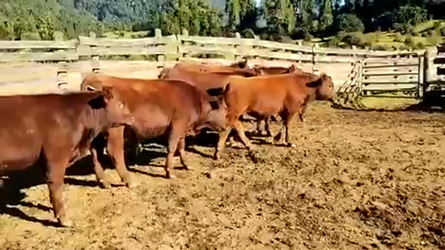 Lote 7 Ternero en Cisnes, XI Región Aysén