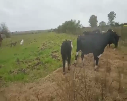 Lote 2 Vacas de Invernada a remate en Pantalla Aniversario 580kg - , San José