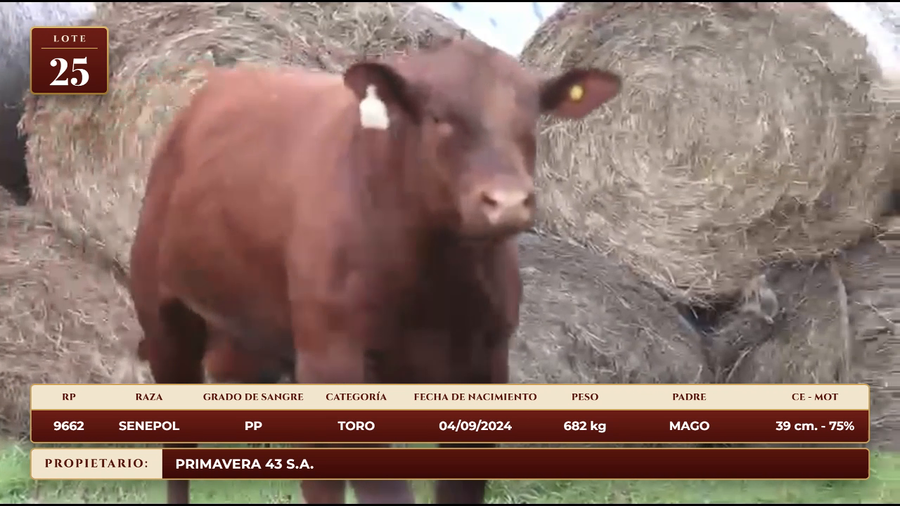 Lote LOTE 25