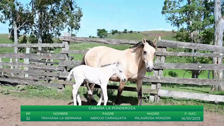 Lote Traviana La Germana