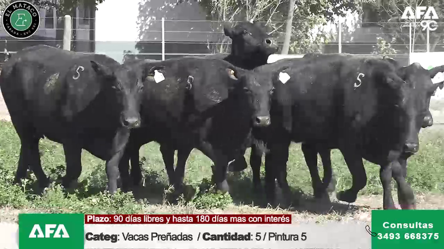 Lote """EL MATACO"" VACAS PREÑADAS
