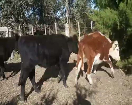 Lote 3 Vaquillonas  AA Y HOLANDO 240kg - , San José